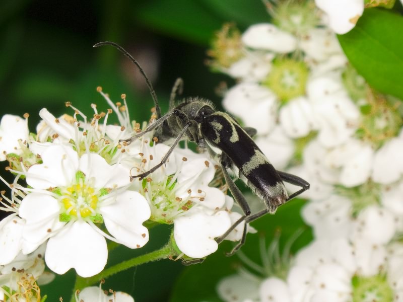 Chlorophorus figuratus (Scopoli, 1763)